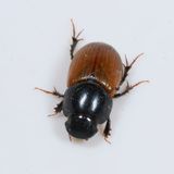 Acrossus rubripennis