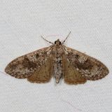 Hodges#5226 * Splendid Palpita Moth * Palpita magniferalis