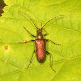 Anthophylax viridis