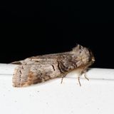 Hodges#7930 * Linden Prominent * Ellida caniplaga