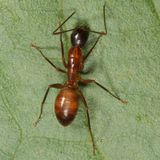 Camponotus americanus * American Carpenter Ant