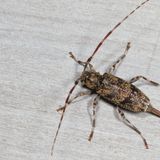 Graphisurus fasciatus  ♀