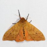Hodges#8129 * Isabella Tiger Moth * Pyrrharctia isabella