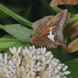 Silver-spotted Skipper