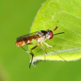 Stylogaster neglecta ♂