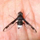Anthrax argyropygus