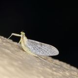 Leucrocuta minerva
