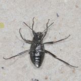 Eleodes goryi * Texas Eleodes