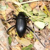 Eleodes goryi * Texas Eleodes