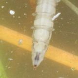 Tabanidae / larvae
