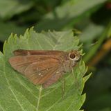 Double-dotted Skipper