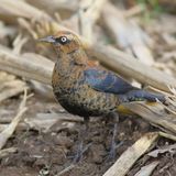 Rusty Blackbird