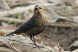 Rusty Blackbird