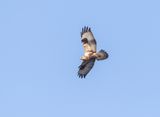 Fjllvrk / Rough-legged buzzard