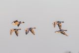 Spetsbergsgs / Pink-footed Goose