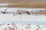 Spetsbergsgs / Pink-footed Goose