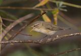 Gransngare / Chiffchaff