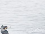 Aalscholver; Great Cormorant
