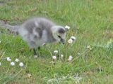 Brandgans; Barnacle Goose 