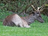 DaDamhert; Fallow Deer 