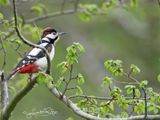 Grote bonte specht; Great Spotted Woodpecker