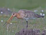 Grutto;  Black-tailed Godwit