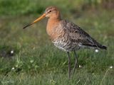Grutto;  Black-tailed Godwit