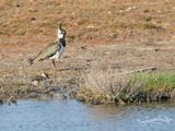 kievit; Northern Lapwing