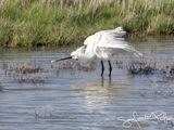 Lepelaar; Eurasian Spoonbill 