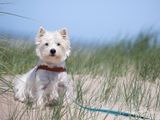 Loki; West Highland WhiteTerrier