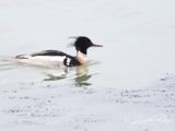Middelste Zaagbek; Red-breasted Merganser