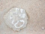 Oorkwal; Moon Jellyfish
