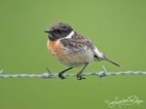 Roodborsttapuit; European Stonechat 