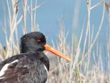 Scholekster; Eurasian Oystercatcher