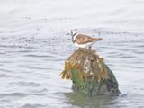 Steenloper;  Ruddy Turnstone,