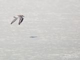 Strandplevier; Kentish Plover 