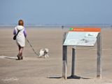 Strandplevier; Kentish Plover ; Hanneke