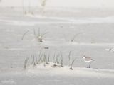 Strandplevier; Kentish Plover 