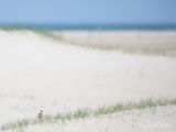 Strandplevier; Kentish Plover 