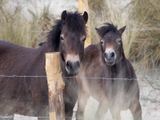 Wilde Paarden; Shetland ponies