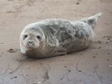 Grijze zeehond; Grey Seal