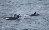 Orka, killer whale