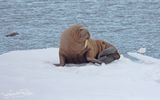 Walrus;& Ivory gull; on our way to Spisbergen
