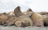 Walrus; Spitsbergen NO