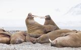 Walrus; Spitsbergen NO