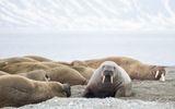 Walrus; Spitsbergen NO