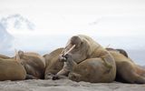 Walrus; Spitsbergen NO