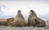 Walrus; Spitsbergen NO