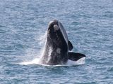 Zuidkaper; Southern right whale; Hermanus South Africa