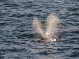 Zuidkaper; Southern right whale; Hermanus South Africa